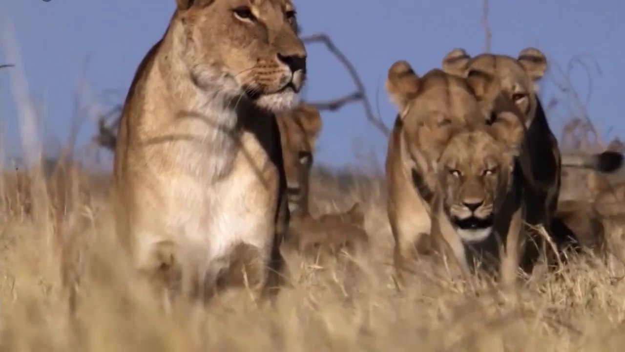 Lions and Leopards Documentary - Most Creative Killers of Africa