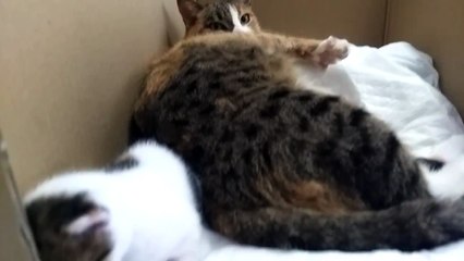 The Kittening: Kitty's first steps outside the birthing box