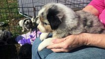 OGH - Howler Monkey - Australian Shepherd Merle Male Puppy for Sale