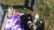 OGH - Kelly Talking about Registered Australian Shepherd Puppies for Sale April 2018