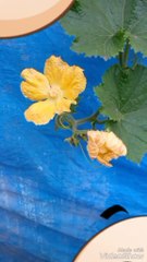 Green plant yellow cute flower