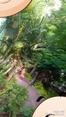 Green trees wind blowing