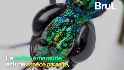 La guêpe émeraude, un insecte parasite