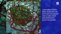 US Liver Cancer Death Rate Surges 43% in 16 Years