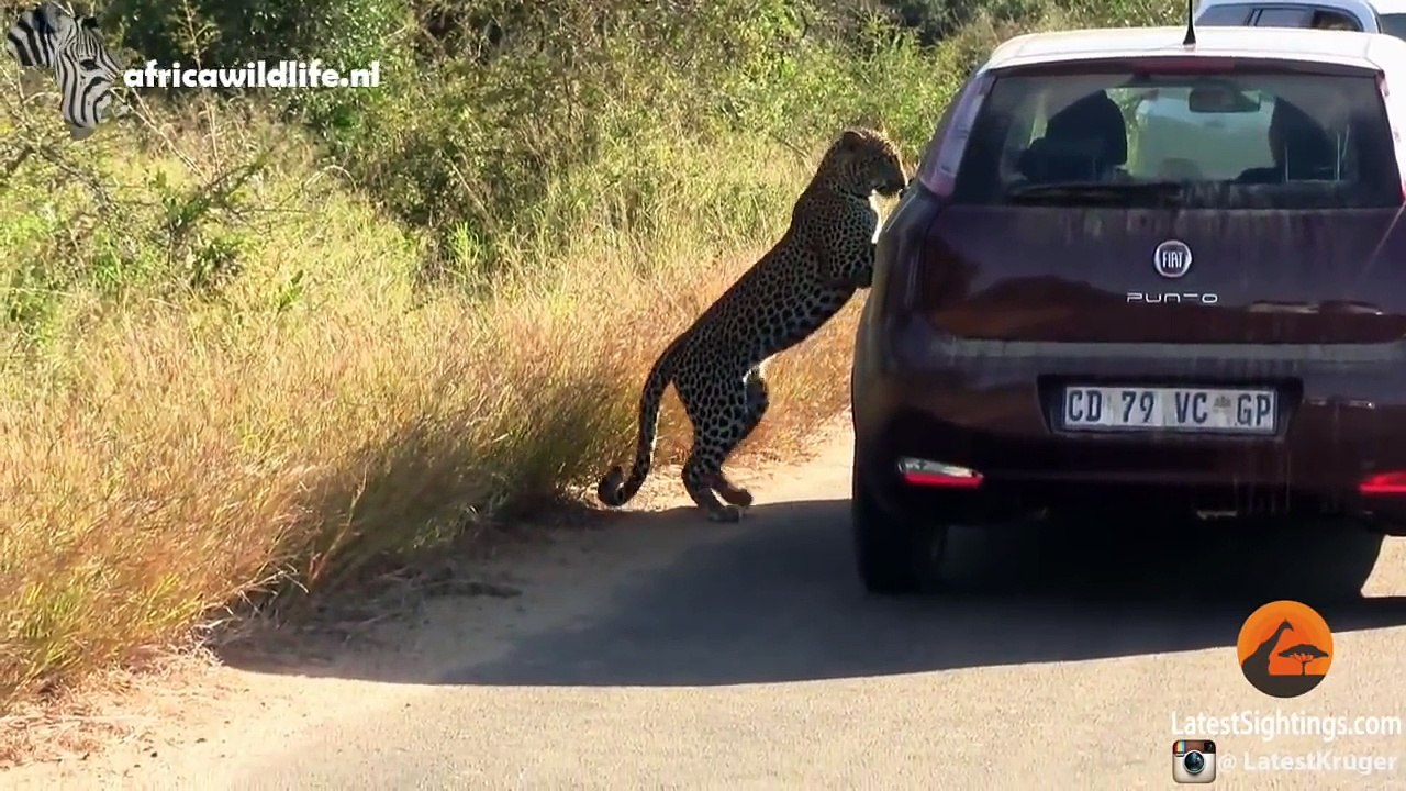 cute-funny-and-heart-warming-animals-compilation-video-720-x-1280