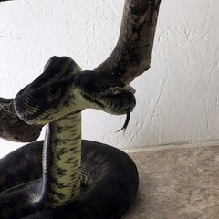 Python Yawns During Molting