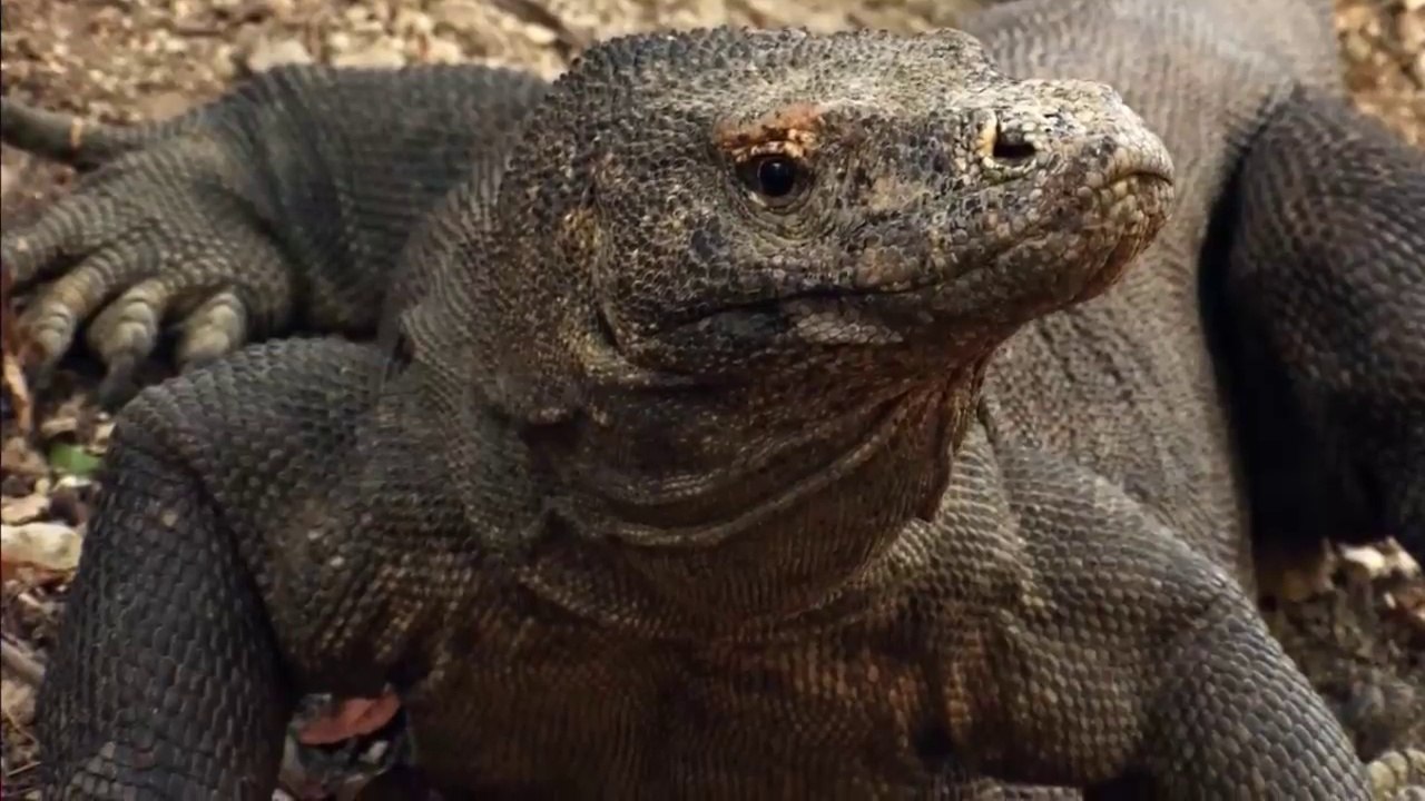 The Most Famous Predators in Wildlife Nat Geo Wild Animals video