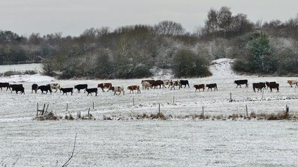 A Herd of Cows in The Winter
