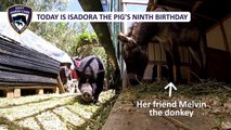 Isadora the pig's ninth birthday - Easy Horse Care Rescue Centre