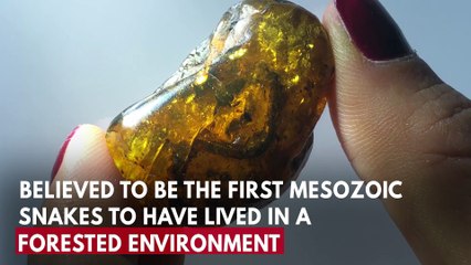 Baby Snake Fossil Discovered In Amber From 100 Million Years Ago