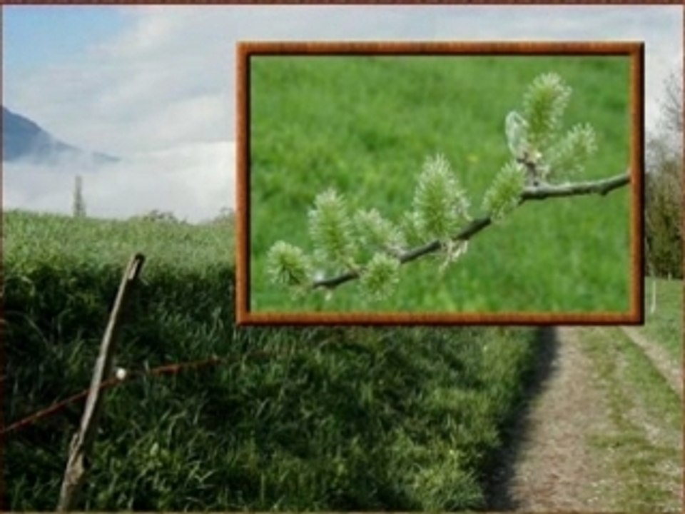 Rêverie printanière