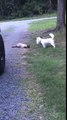 Typical cat isn't impressed with Westie puppy addition