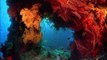 HD video of the Best SCUBA diving experiences ever !