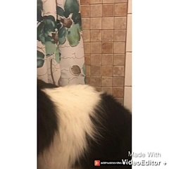 Commercial parody shows how they get shelter dogs to look so sad