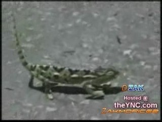 Dance cha3bi(animaux)