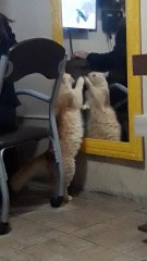 Cat Scratches at Reflection