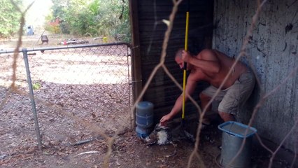 Red-tailed Hawk in Chicken Coop