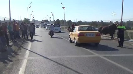 Şanlıurfa'da Kaçan Boğa Zor Anlar Yaşattı