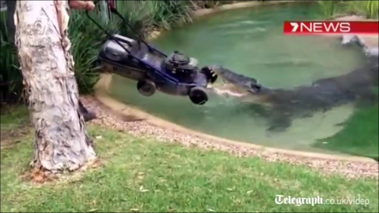 Ce crocodile n'aime pas les tondeuses...