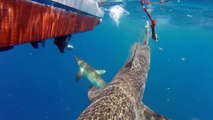 Un requin bulldog vient chasser tout près d'un bateau