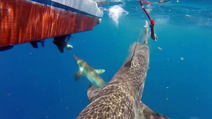 Download Video: Un requin bulldog vient chasser tout près d'un bateau