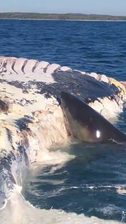 Ce grand requin blanc dévore une baleine morte