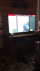 Perro completamente fascinado con otros perros en la TV