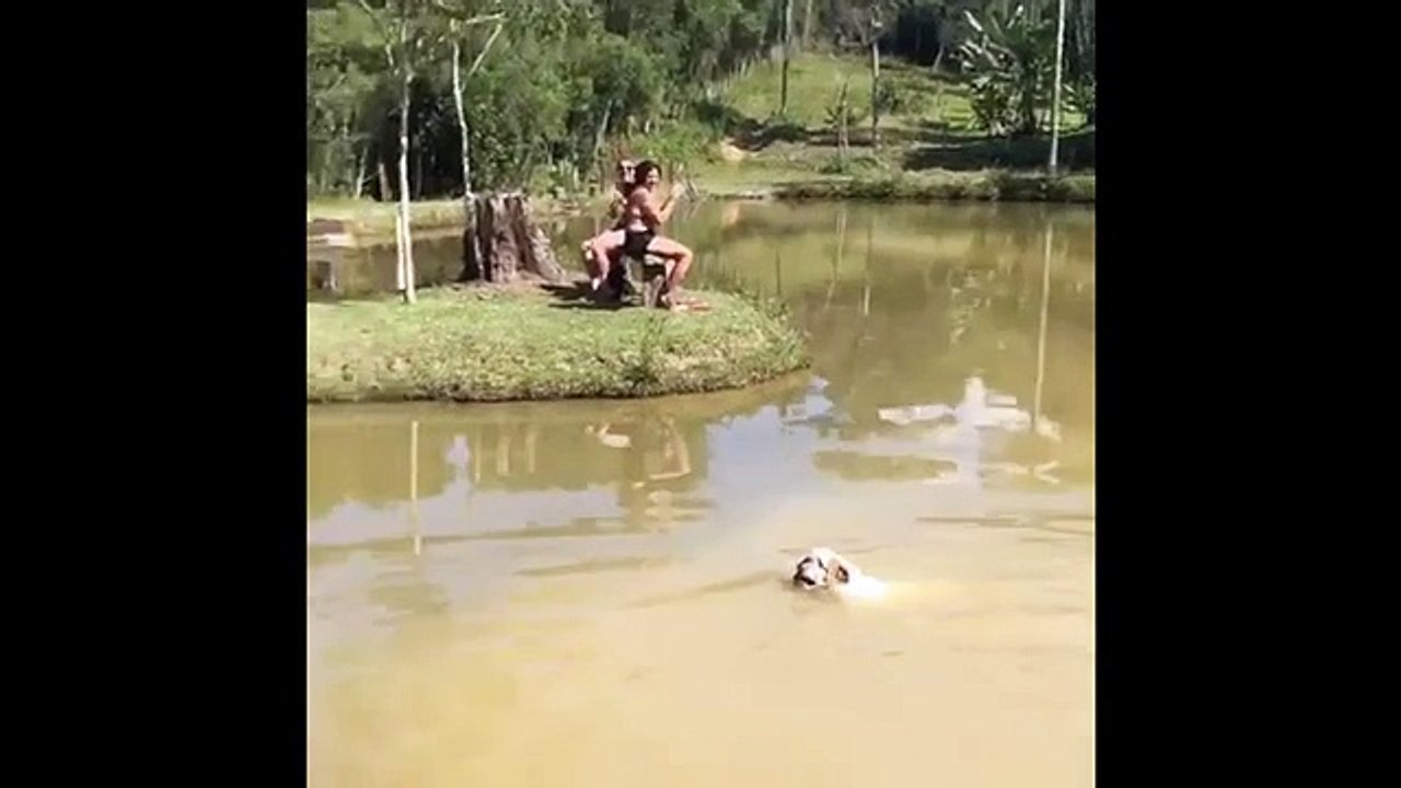 Decidido bulldog se mete al agua para atrapar una pelota