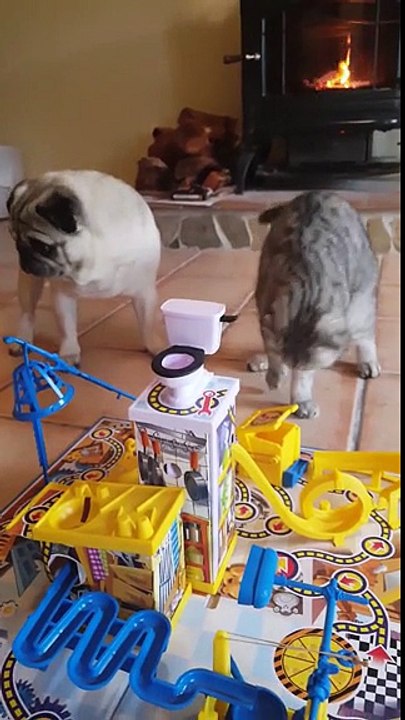 Pug acusa al gato de hacer trampa en el juego
