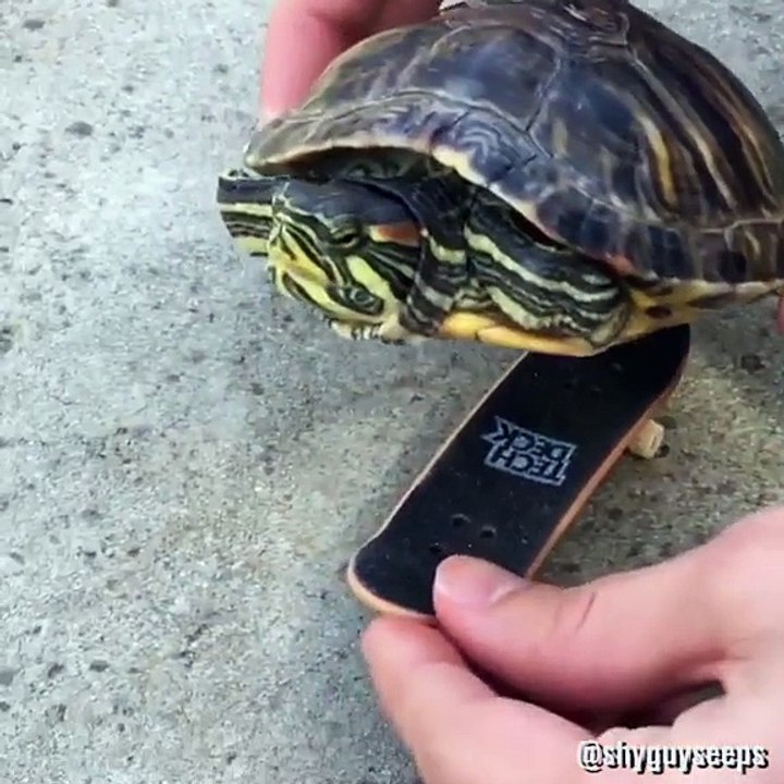 Nunca habías visto una tortuga skater