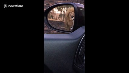 King of the beasts gets cozy with a Kia