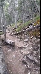 Grizzly Casually Passes By Tourists In The Woods