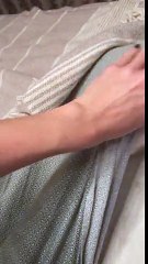 Lazy Cat Doesnt Want To Get Up From Bed