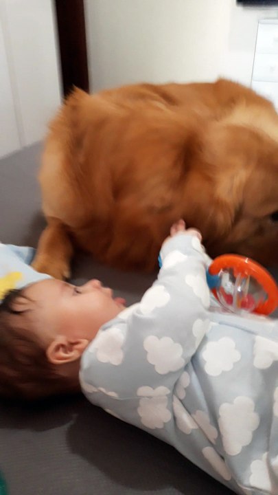 Too Big to Be a Lap Dog