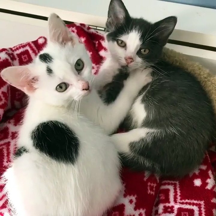 2 new switte cats at my house & funny cats & funny kittie