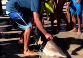 Shark Caught on Kismet Beach, New York, After Two Children Attacked at Fire Island