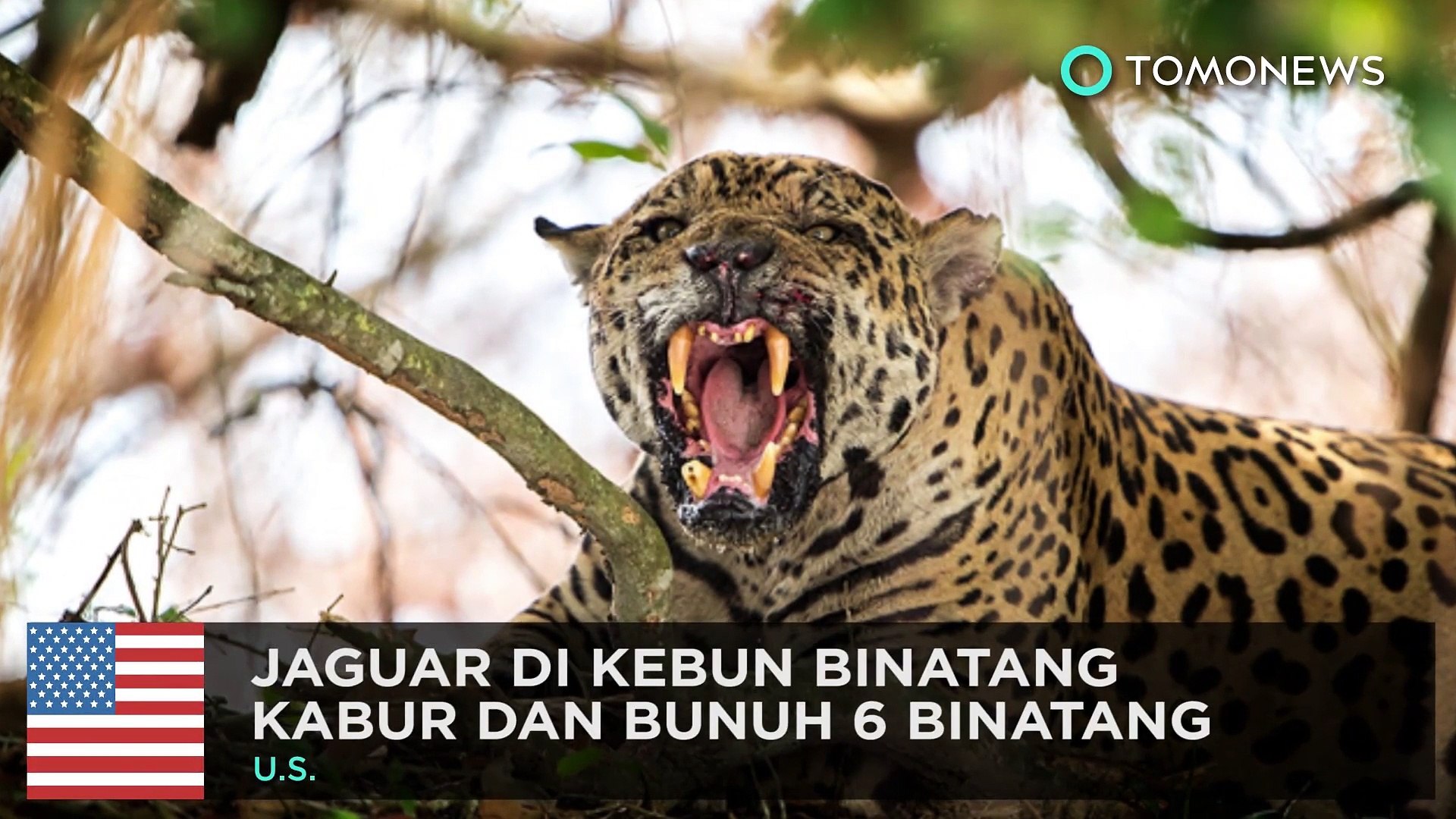 Jaguar Kabur Dan Bunuh Enam Binatang Tomonews Video Dailymotion