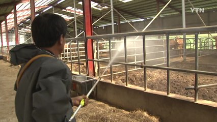 가축 폐사 신고 급증...백만 마리 넘어 / YTN