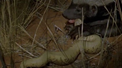 Nat Geo Animals | The Most Fascinating Predators on Earth - Documentary