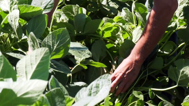 Soja-Bauern in den USA - die Leidtragenden im Handelsstreit