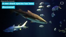 New Shark Species Named After Eugenie Clark