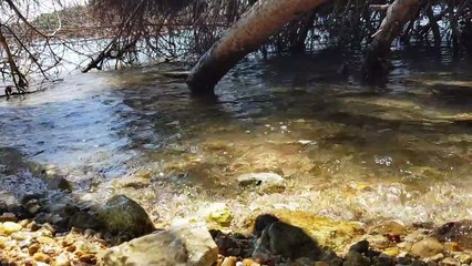 GREECE - Lefkada - Sounds of Nature 2018