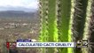 Saguaro cacti vandalized with spray paint on Cave Creek trail