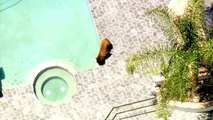 Un oso combate el calor bañándose en la piscina de una casa
