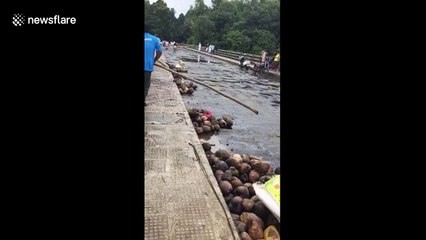Residents in southern India rush to fish coconuts in flooded river