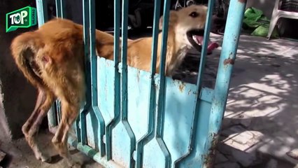 Mascota queda atrapada en una verja y nadie quiere ayudarle – observa quién aparece a la derecha