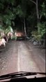 تمساح ضخم يظهر أمام سيارة في أستراليا وسط الظلام! شاهد ماذا حصل