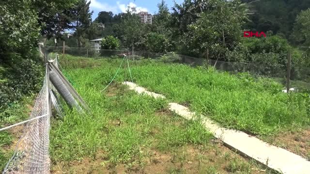 Rize Doğu Karadeniz Yeni Bir Tarım Ürünü ile Tanıştı Stevia Hd