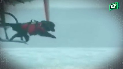 El perro se lanza del helicóptero al agua helada – La razón hace que el corazón lata mas fuerte