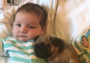 Cute Baby Shares Special Moment With His Pug Pal